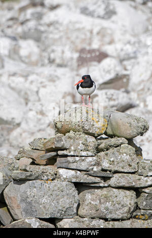 Eurasian Oystercatcher Haematopus ostralegus' Établissement"Sumburgh Head Juin Shetland Banque D'Images