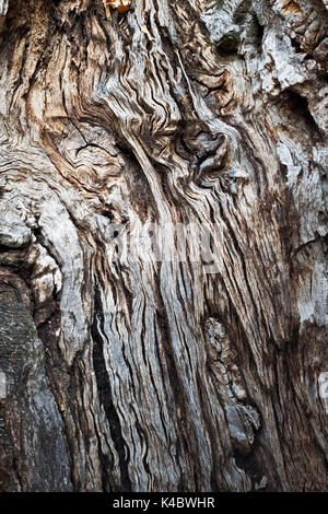 Détail du tronc en liège Coak en forêt de chêne liège commercial dans le Parc Naturel Arribes del Duero (Parque Natural de Arribes del Duero) près de Pinilla de Fer Banque D'Images