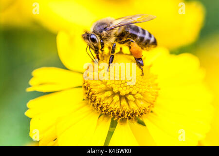 Abeille miel européenne Apis mellifera avec sac de pollen jaune fleur d'hélium nourrir l'abeille sac de pollen Fermer abeille en gros plan abeille en fleurs Banque D'Images