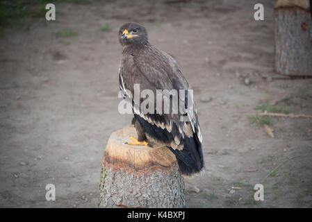 Steppe eagle est assis sur une souche d'arbre au falconer Banque D'Images