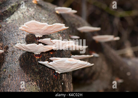 Les champignons growing on tree trunk Banque D'Images