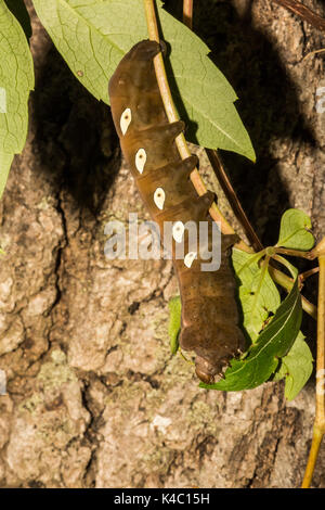 Un gros plan d'une larve de la sphinx pandora manger Virginia creeper. Banque D'Images