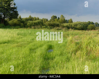 Ampermoss, marais de la vallée de la rivière près de l'ammersee en Haute-Bavière Banque D'Images