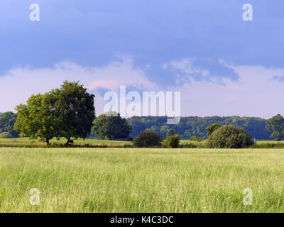 Ampermoss, marais de la vallée de la rivière près de l'ammersee en Haute-Bavière Banque D'Images