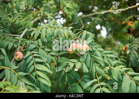 Sorbus domestica Banque D'Images