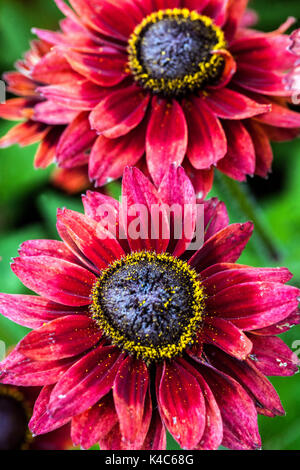 Rudbeckia rouge « Cherry Brandy » Banque D'Images