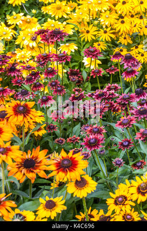 Rudbeckia Cappuccino Rudbeckia Cherry Brandy Rudbeckia Sonora Rudbeckia Prairie Sun Rudbeckias fleurs d'été mixte parterre de fleurs August Black Eyed Susan Banque D'Images