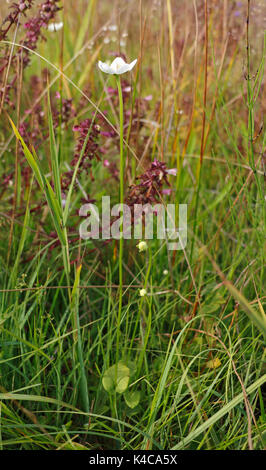 Une vue de l'herbe du Parnasse, Parnassia palustris, feuille basilaire avec fleur blanche et solitaire sur southrepps commun, Norfolk, Angleterre, Royaume-Uni. Banque D'Images