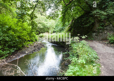 La rivière Dove à Beresford Dale sur le Staffordshire et Derbyshire frontière, England, UK Banque D'Images