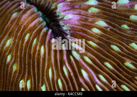 Abrégé d'un corail champignon (Fungia) croissant sur un récif à Raja Ampat, en Indonésie. cette région éloignée est connu pour sa vue spectaculaire de la biodiversité marine. Banque D'Images