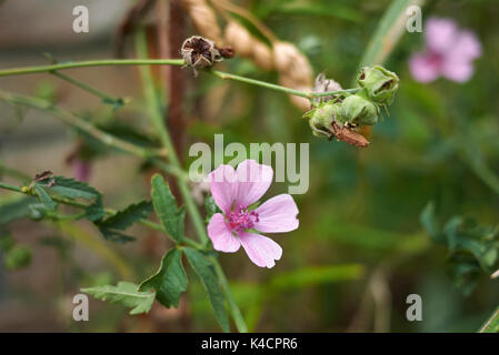 Althea cannabina Banque D'Images