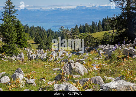 Vue depuis la Dôle, montagne du Jura, canton de Vaud, surplombant le lac Léman et les sommets alpins des Alpes suisses en Suisse Banque D'Images