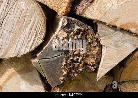 L'hématine fraîchement fendu et empilé (bois de feuillus principalement). source d'énergie renouvelable. 42 images photographiées à partir d'une gamme de distances et d'angles. Banque D'Images