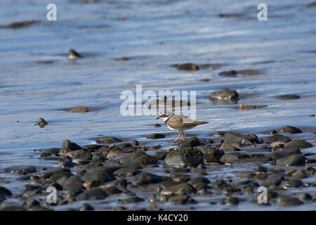 Common Ringed Plover Charadrius hiaticula, bien camouflé, entre les cailloux au bord de l'eau sur la plage, Lancashire, UK Banque D'Images