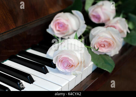 Close-up cinq roses rose pâle sont couchées sur clavier de piano. Banque D'Images