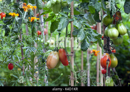 Le mûrissement des tomates sur la vigne dans le jardin Banque D'Images