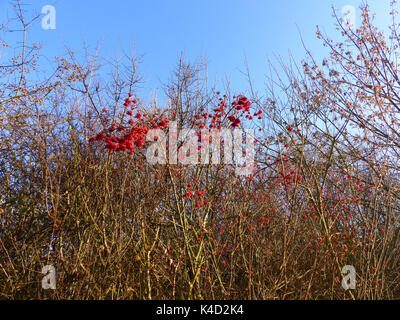 Boule commun, Viburnum opulus, Infructescence Banque D'Images