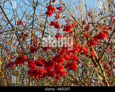 Boule commun, Viburnum opulus, infructescence Banque D'Images