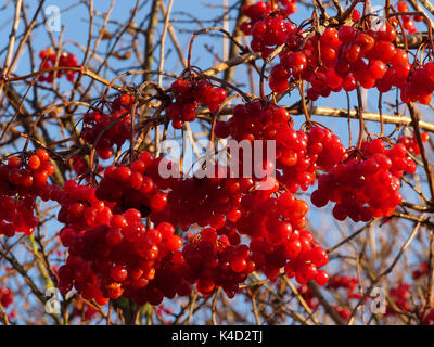 Boule commun, Viburnum opulus, Infructescence Banque D'Images