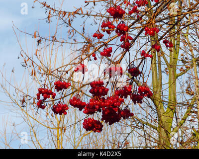 Boule commun, Viburnum opulus, Infructescence Banque D'Images