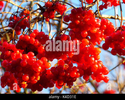 Boule commun, Viburnum opulus, Infructescence Banque D'Images