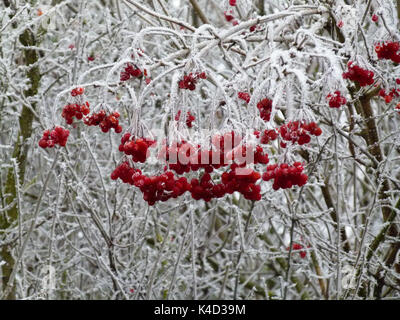 Le givre sur les snowball, Viburnum opulus, infructescence Banque D'Images