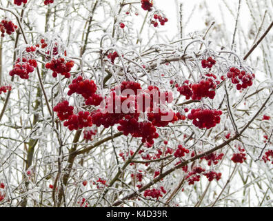 Le givre sur les Snowball, Viburnum opulus, Infructescence Banque D'Images