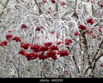 Le givre sur les snowball, Viburnum opulus, infructescence Banque D'Images