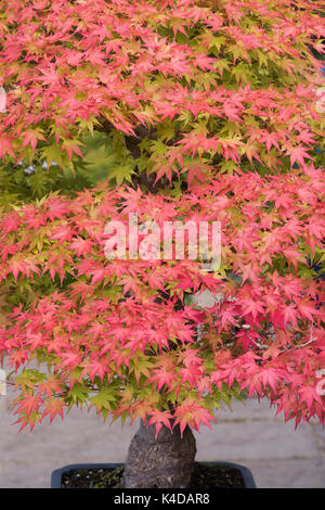 Acer palmatum. L'érable japonais Bonsai tree . Couleurs d'automne Banque D'Images