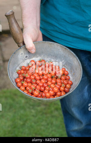Solanum pimpernelifolium. Un vieux jardinier holding metal poêle avec tomates Groseille récoltés. Heirloom tomato. Tomate sauvage Banque D'Images