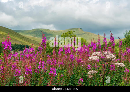 Pen y Fan et Corn du dans les balises centrales de Brecon, avec un premier plan de fleurs sauvages, principalement Rosebay Willowherb Banque D'Images