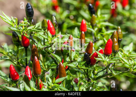 Le piment de Cayenne Capsicum annuum 'Black Prince' Banque D'Images