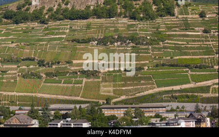 SION, SUISSE - vignoble de raisin de l'agriculture, des champs sur la colline, dans la région viticole. Banque D'Images