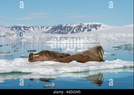 Les morses sur des glaces de l'Arctique Terres François Joseph Banque D'Images