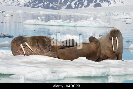 Les morses sur des glaces de l'Arctique Terres François Joseph Banque D'Images