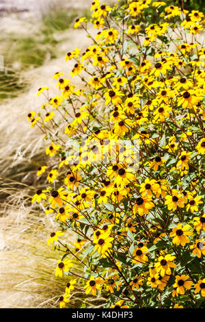 Brown-eyed Susan Rudbeckia triloba Banque D'Images