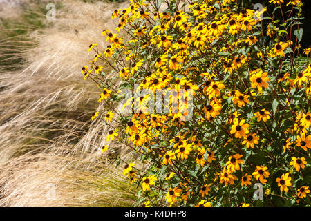 Susan Rudbeckia triloba, bordure herbacée du jardin Stipa tenuissima Banque D'Images