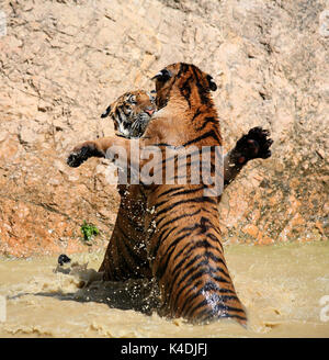 Journée chaude. Closeup portrait de deux tigres Indochinois, jouant dans le lac dans le temple bouddhiste de Tiger, Kanchanaburi, Thaïlande Banque D'Images