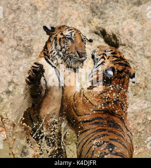 Journée chaude. Closeup portrait de deux tigres Indochinois, jouant dans le lac dans le temple bouddhiste de Tiger, Kanchanaburi, Thaïlande Banque D'Images