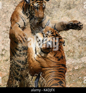 Journée chaude. Closeup portrait de deux tigres Indochinois, jouant dans le lac dans le temple bouddhiste de Tiger, Kanchanaburi, Thaïlande Banque D'Images