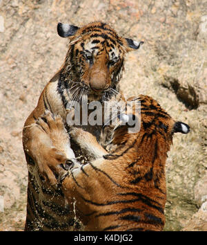 Journée chaude. Closeup portrait o f deux tigres Indochinois, jouant dans le lac dans le temple bouddhiste de Tiger, Kanchanaburi, Thaïlande Banque D'Images