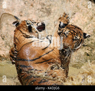 Journée chaude. Closeup portrait de deux tigres Indochinois, jouant dans le lac dans le temple bouddhiste de Tiger, Kanchanaburi, Thaïlande Banque D'Images