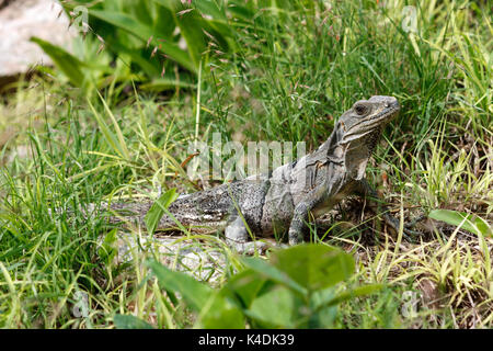 Vue de face de côté un iguane dans l'herbe au site archéologique d'Uxmal, Yucatan, Mexique. Banque D'Images