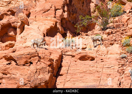 Photographie de desert bighorn (Ovis canadensis nelsoni) observée à la vallée de feu State Park, près de Overton, Nevada, USA. Banque D'Images