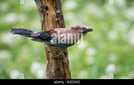 Eurasian Jay (Garrulus glandarius) sur le tronc de l'arbre Banque D'Images