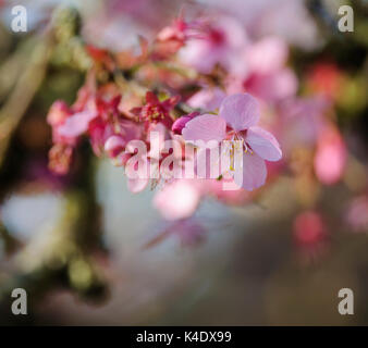 Close up de grappe de fleurs de cerisier. Banque D'Images