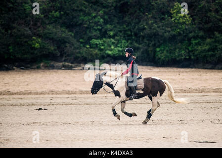 Estuaire gannel - cavalier d'un cheval le long de la rivière exposés à marée basse sur le fleuve gannel à newquay, Cornwall. Banque D'Images