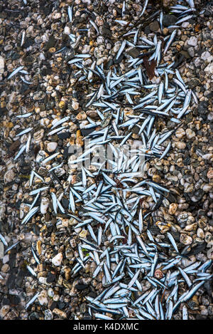 Anguille de sable morts échoués sur le rivage d'une plage de galets. Banque D'Images