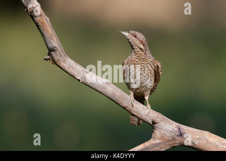 Fourmilier eurasien (Jynx torquilla) sur une branche en Bulgarie Banque D'Images