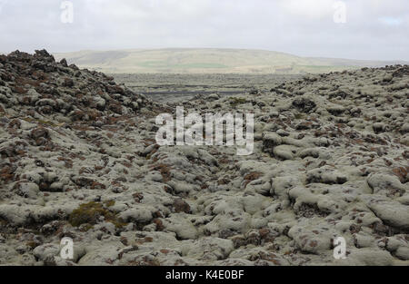 L'Islande, la lave avec le lichen d'Islande, du sud-est Banque D'Images